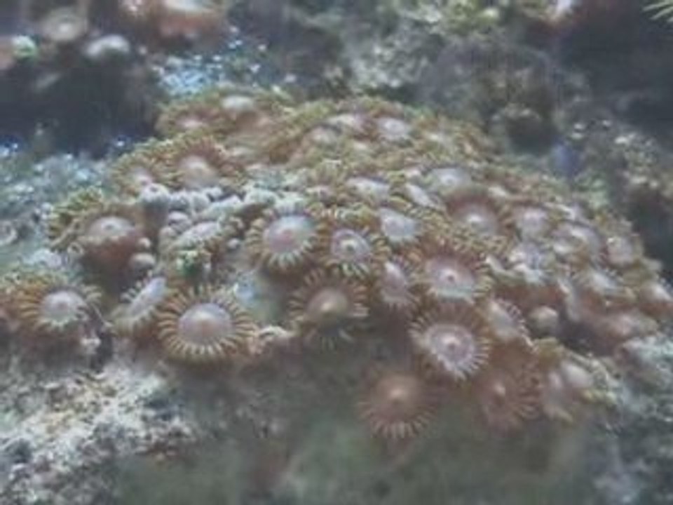 deniz akvaryumu klip