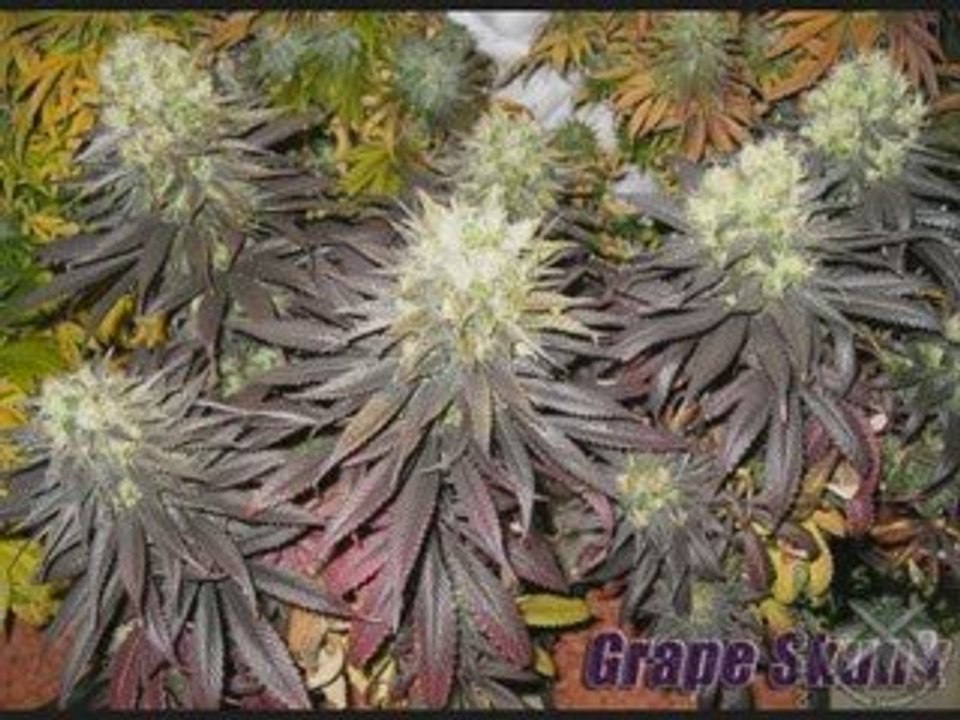 Awesome Weed Compilation