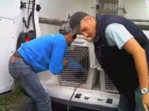 Mouroux : saisie de 11 chiens dans un chenil illégal