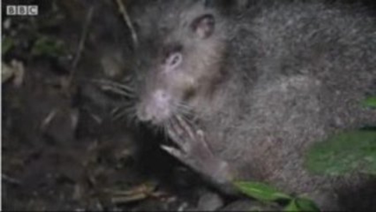 Le rat laineux Bosavi