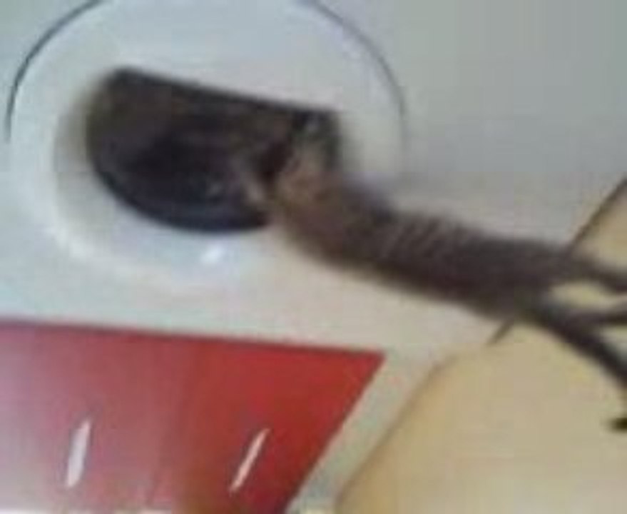 Mon chat VS Le lave-linge