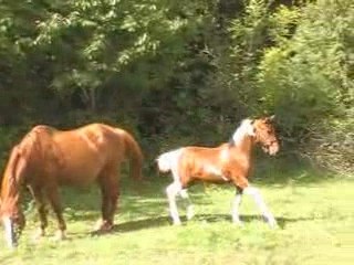 vanika pete un plomb