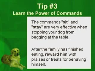 4 Tips to Stop Your Dog From Begging at the Table