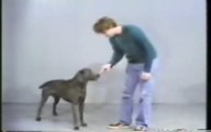 William Wegman Short Films