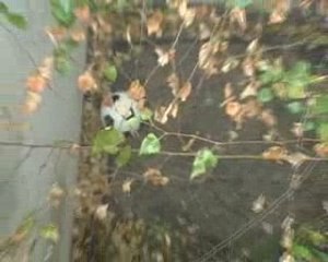 Jazz fot kids / Felix the cat à la cité de la musqiue