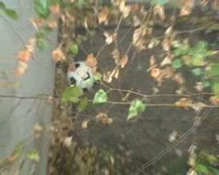 Jazz fot kids / Felix the cat à la cité de la musqiue