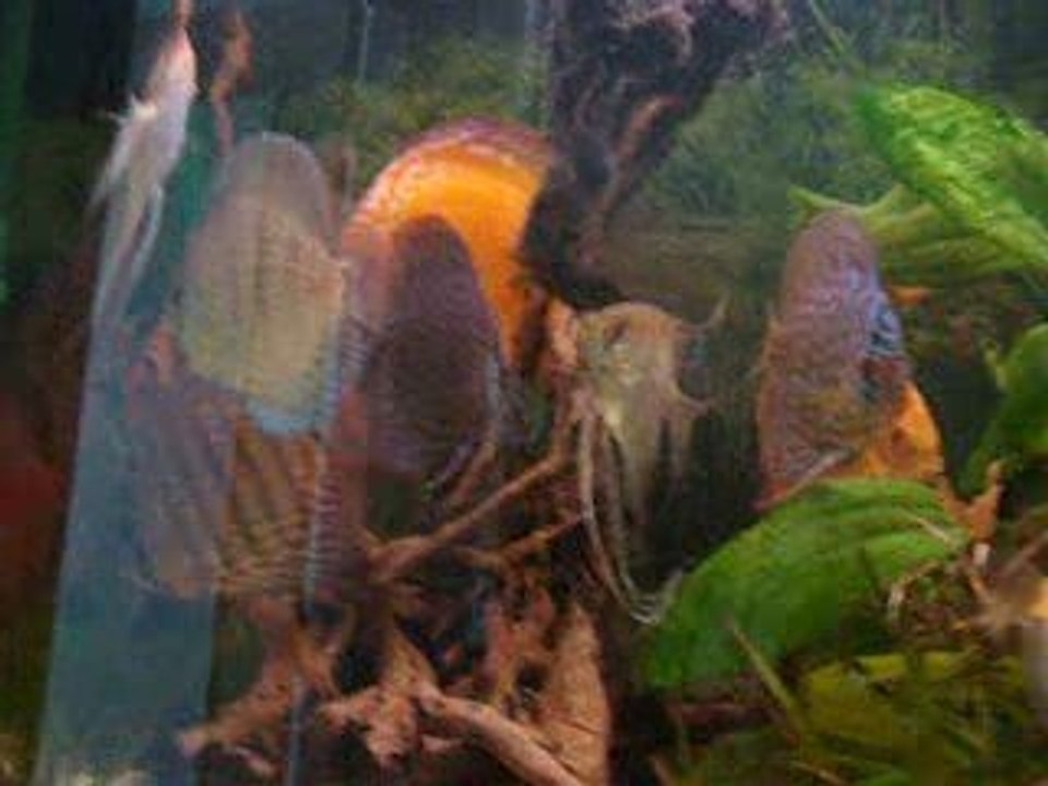 bac d'ensemble discus