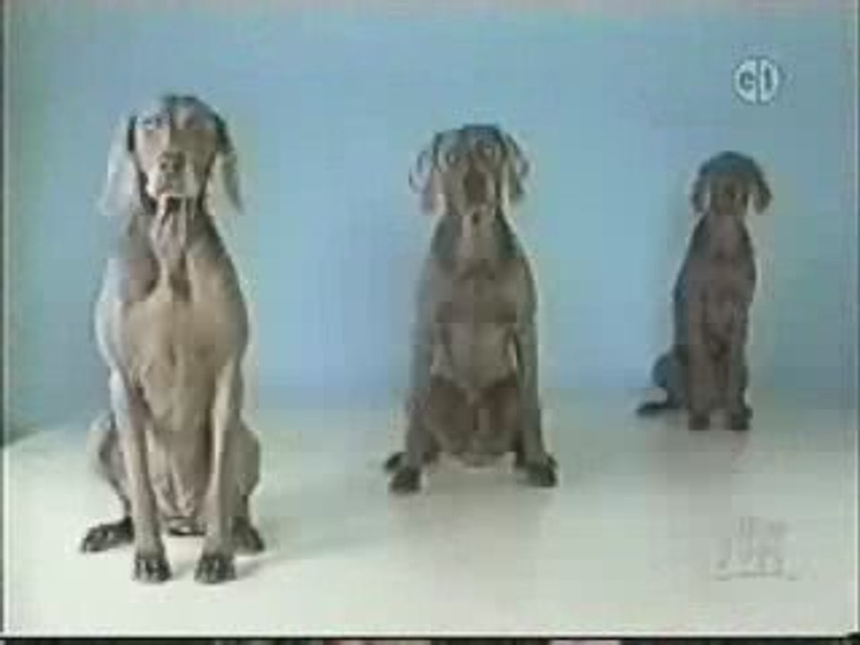 William Wegman, Sesame Street - Wegman dogs demonstrate 3