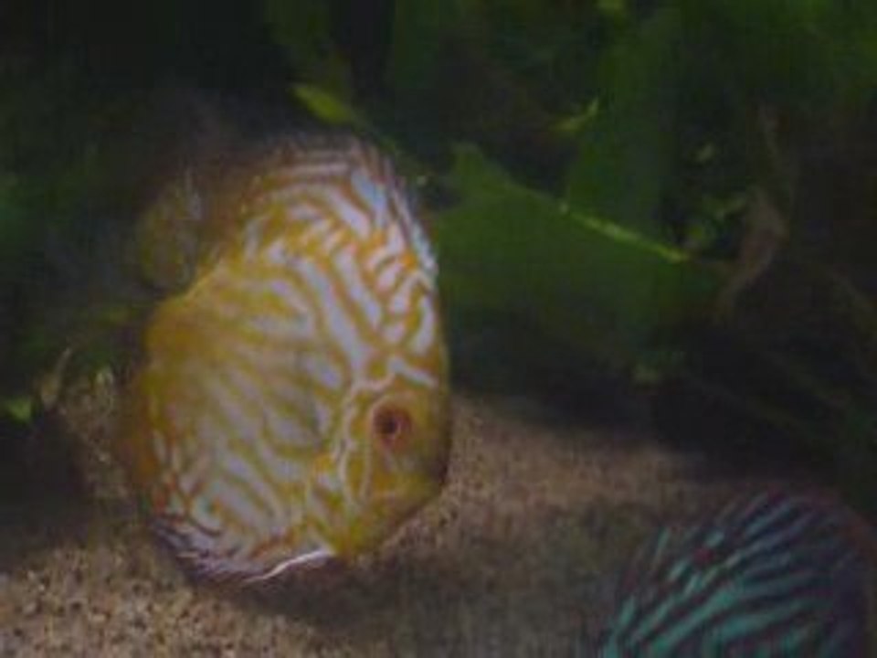 discus