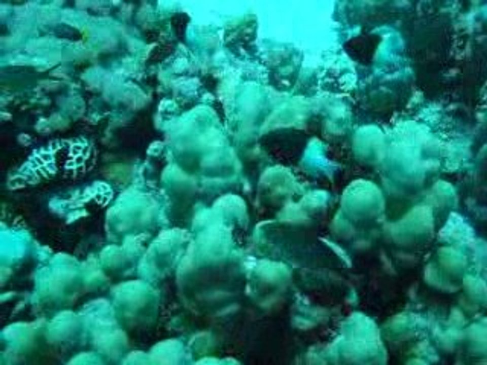 MOV00711