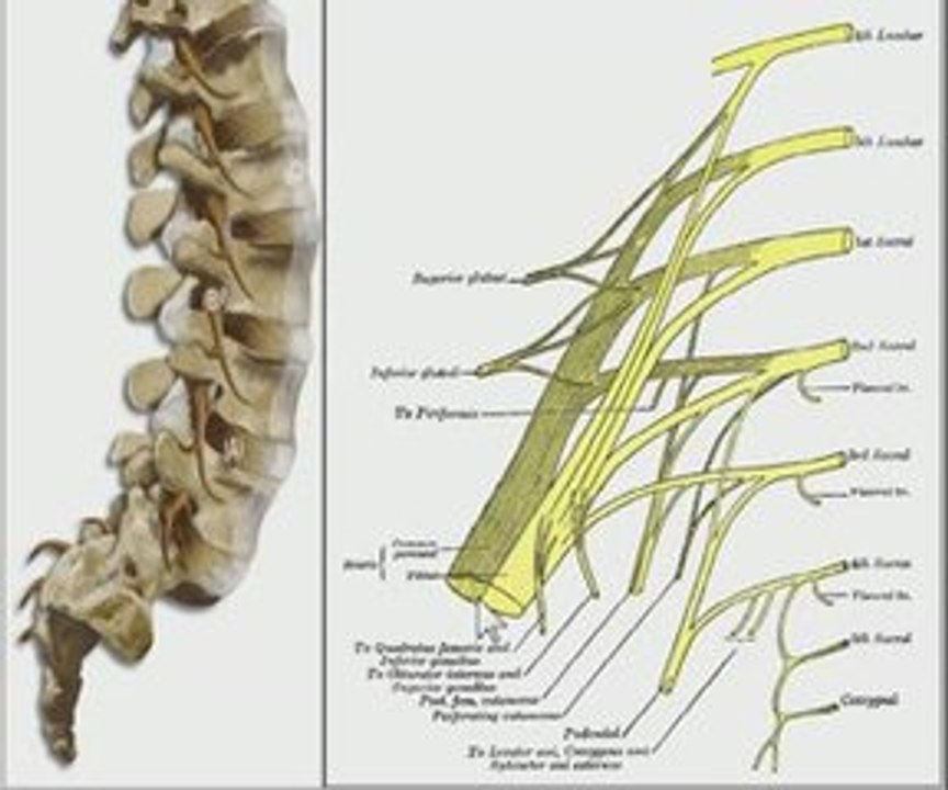 The Truth About Sciatica: The Sciatic Nerve