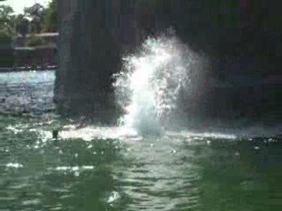 sommer 2008 in wien donauinsel austria boro d'enjaillement