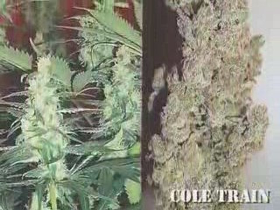 High Times Top 10 Strains video Dailymotion