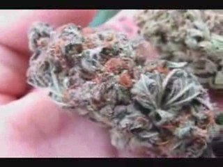 Master Kush, Bubba Kush, Sour Diesel and Trainwreck