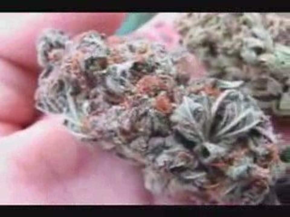 Master Kush, Bubba Kush, Sour Diesel and Trainwreck