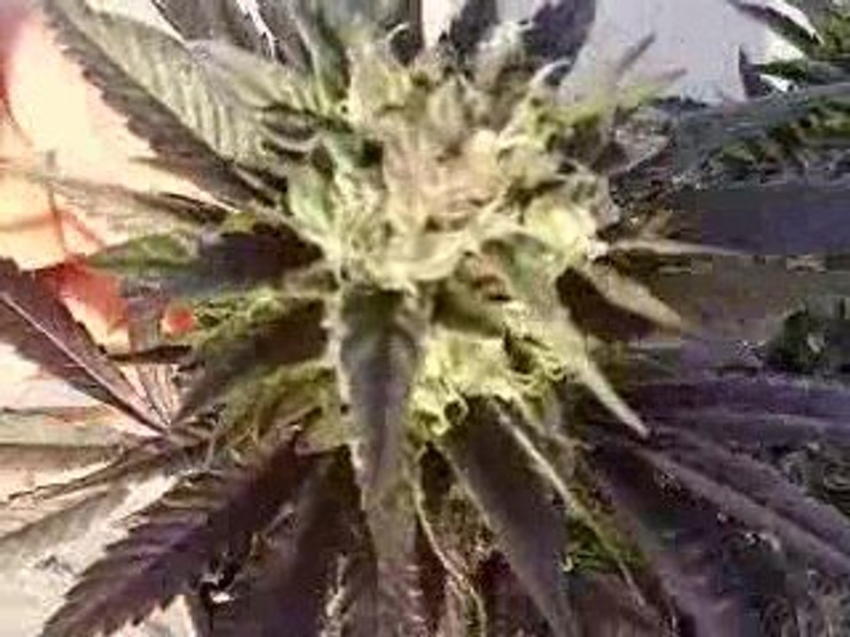 OG Kush and Strawberry Cough