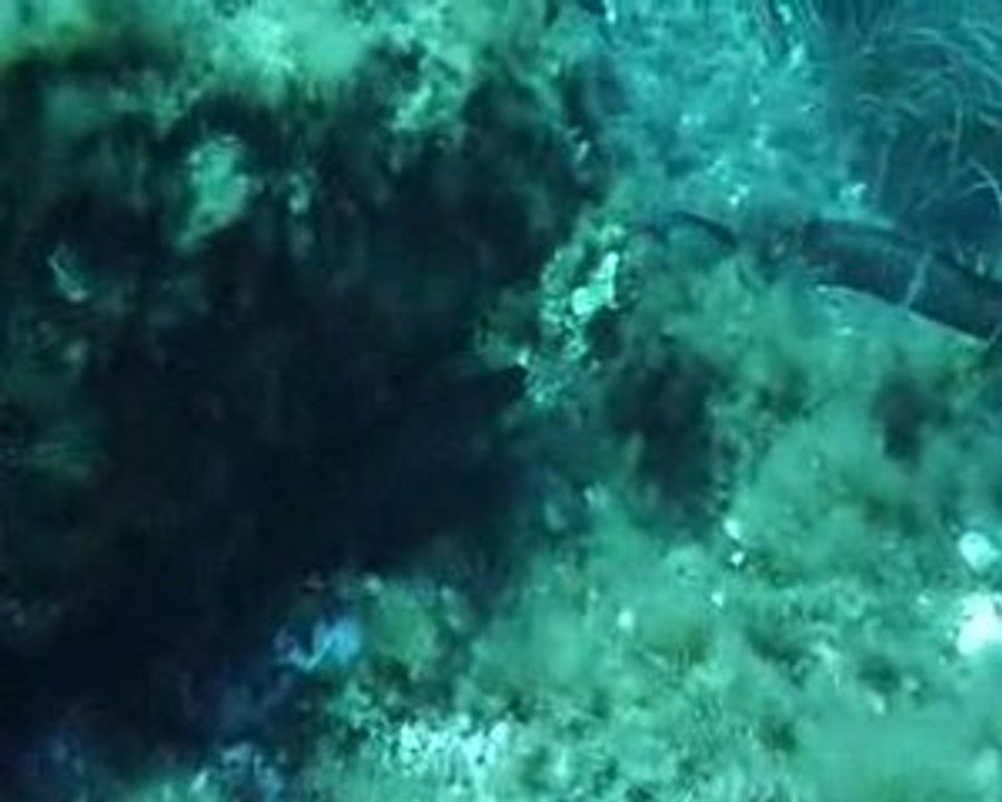 Corse 2009 Revellata Murène en pleine eau