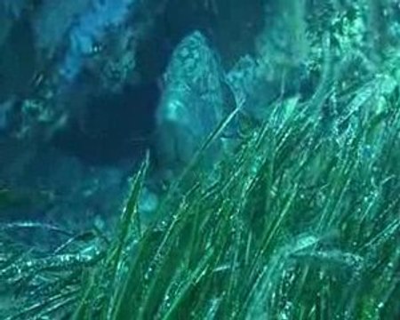 Corse 2009 Mérou peureux