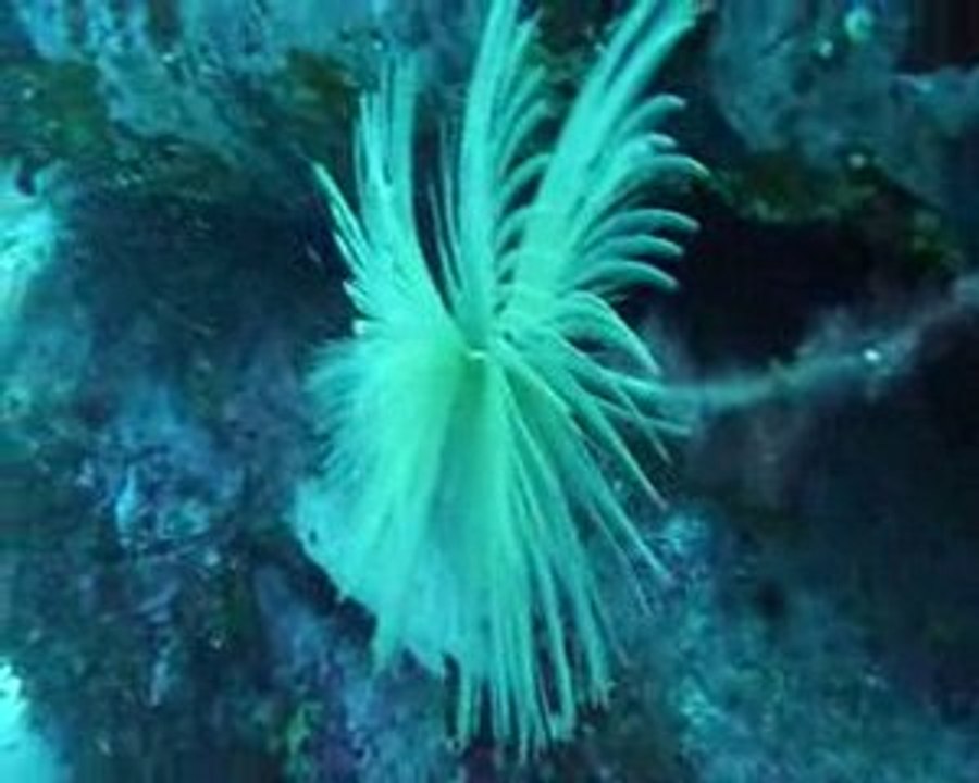 Corse 2009 Sec di Ventu spirographe 4