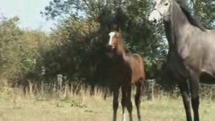 Foal stallion by Le Tot de Semilly