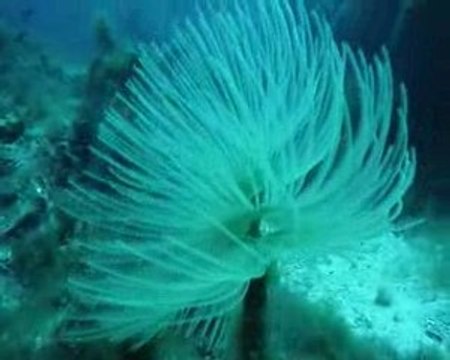 Corse 2009 Sec di Ventu spirographe 3