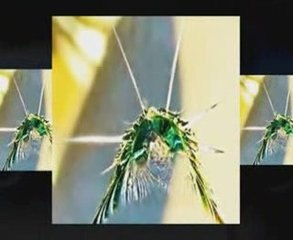 auto glass replacement in Kenmore NY