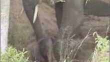 Elephant birth caught live in the wild at Sibivati