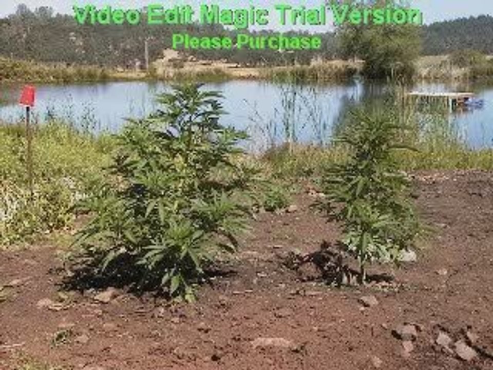 Mendocino County Weed Farms video Dailymotion