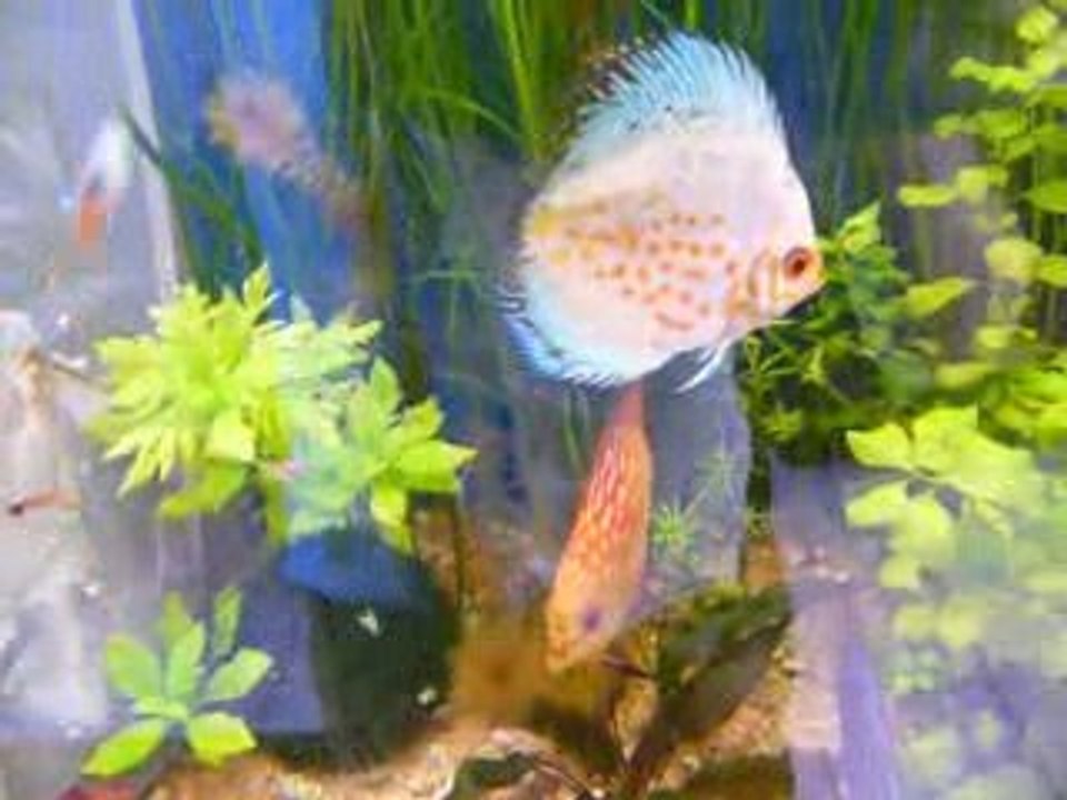 repas discus , suite