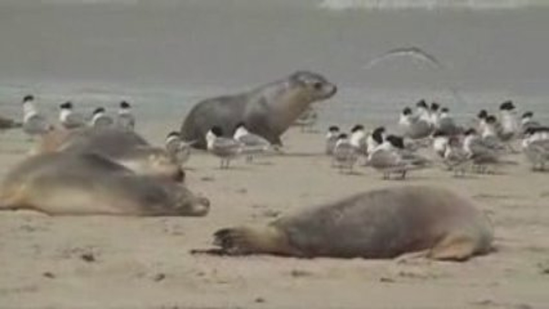 Australie, kangaroo Island : seal bay