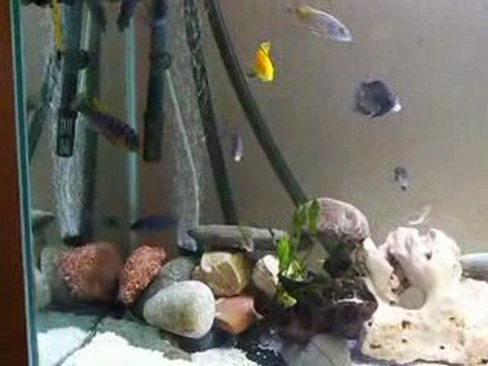 video 7 septembre 001