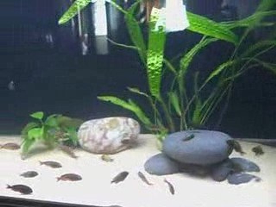 Tropheus Chipimbi&İkola