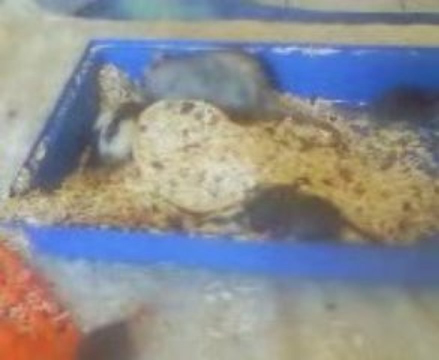 rat