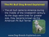 Pit Bull Dog Breed Explained
