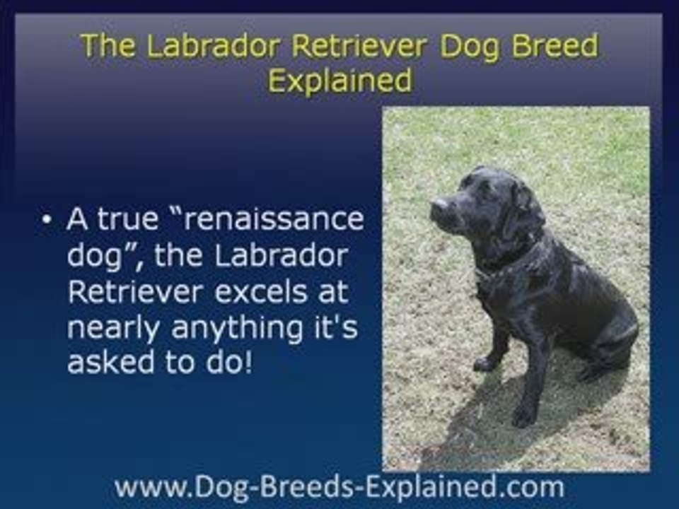 Labrador Retriever Dog Breed Explained