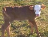 Somain-vaches et veaux dans un pré/cows and calves