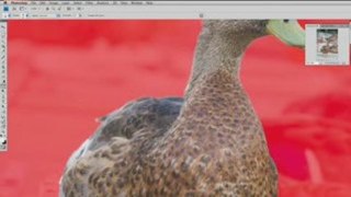 142 Understanding Adobe Photoshop - Quick Mask Mode
