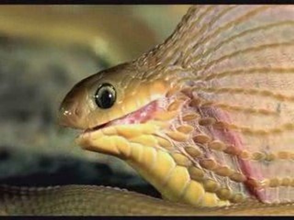 SnakeEatingEgg