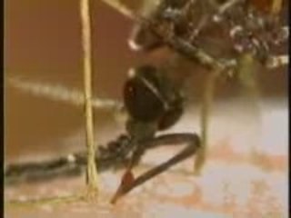 Sistema Imunologico - cap. 6 - http://www.farmabra.com