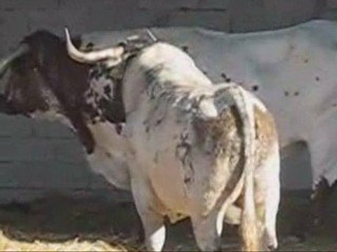 ARLES RIZ 2009 LES TOROS DE LA CONCOURS