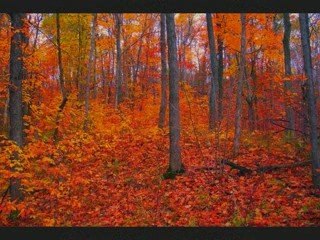 TOCHIS DABADEBIS DGE