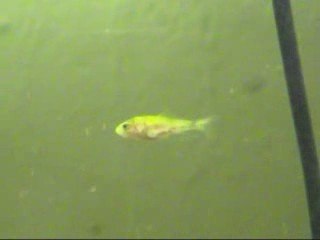 Le 24/06/2009 évolutions des alevins