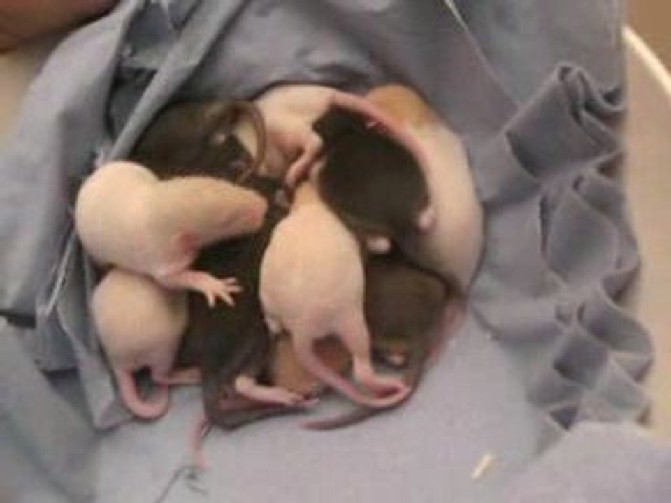 J10 des bébés de Néda et Locuste