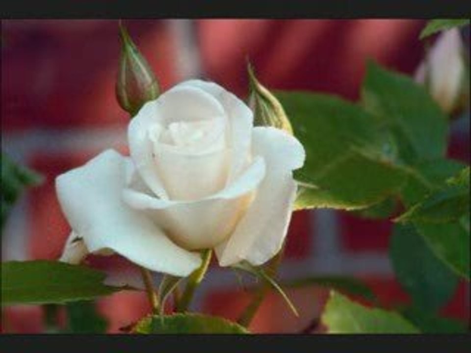 RapLaz-Karadeniz Asıkları