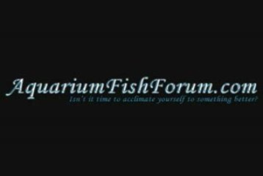 Aquarium Fish Forum 1