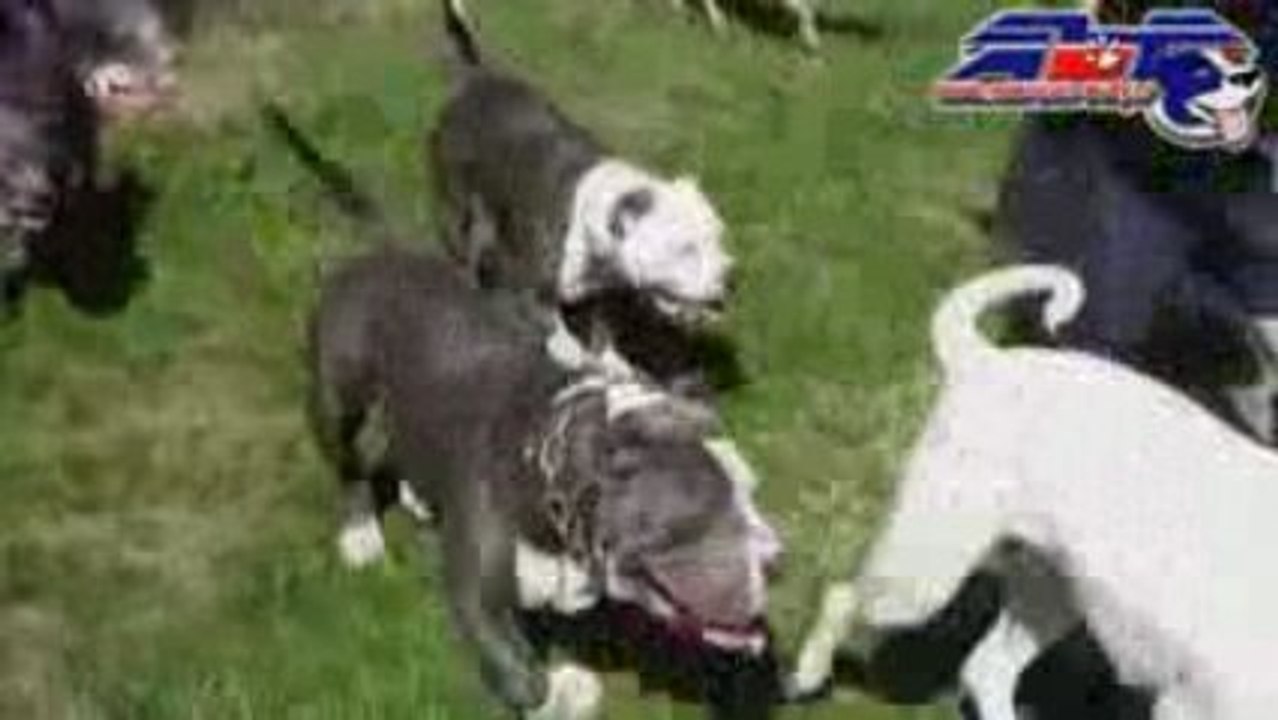 ABF Tour 2 "American Bully France"