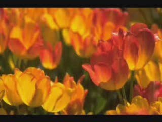 Morning sunrise/Track 4