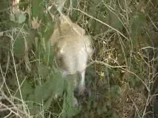 changement de terrain Daïka 1