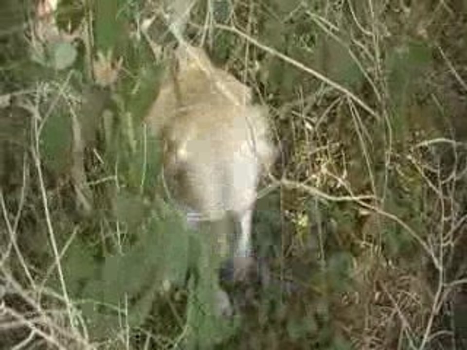 changement de terrain Daïka 1