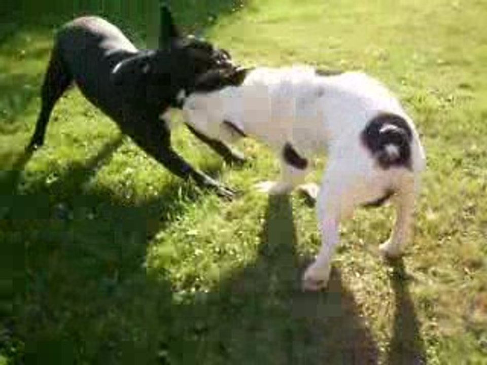 cachou le pro des roulades....